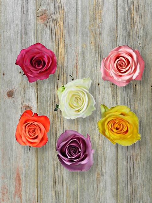 Wholesale Mother`S Day 2023 Assorted Color Roses Delivered Online